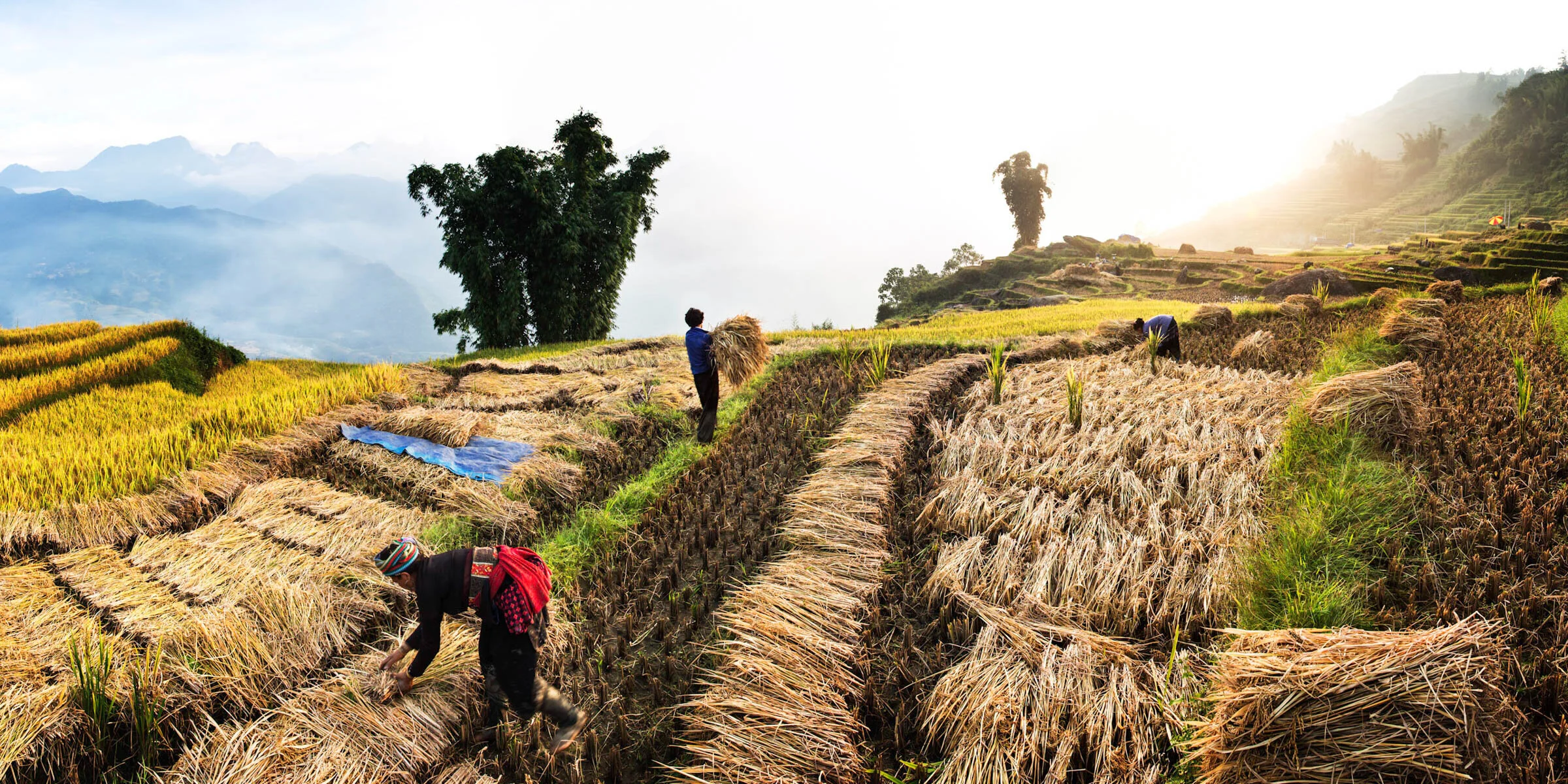  Rice straw is sorted &amp; dried in Y Ty, Lao Cai Province, Vietnam. 
