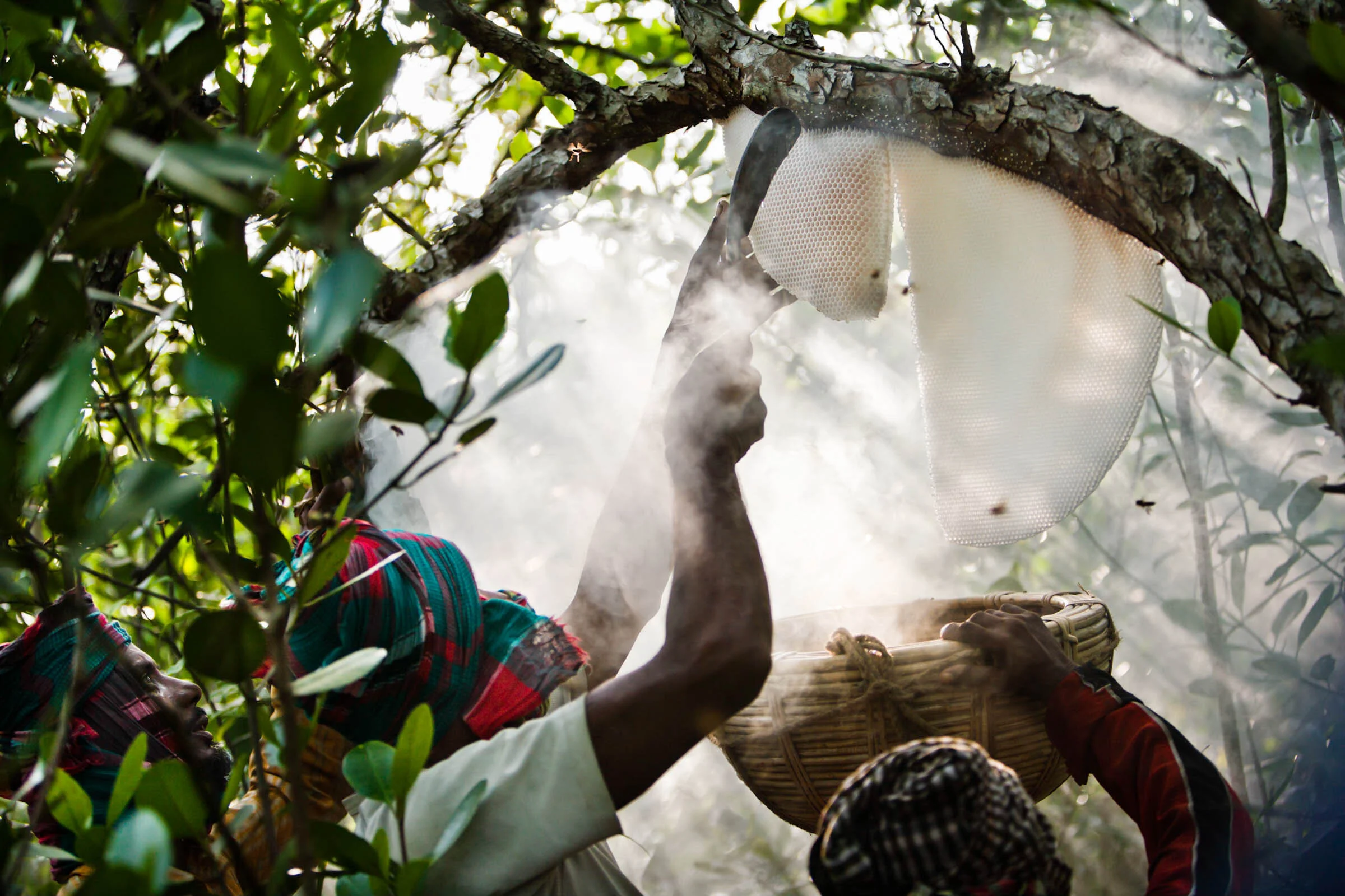  After scattering bees using smoke Maualis (honey-hunters) cut honeycomb from a tree in the forest near Burigoalini, Sundarbans, Bangladesh. 