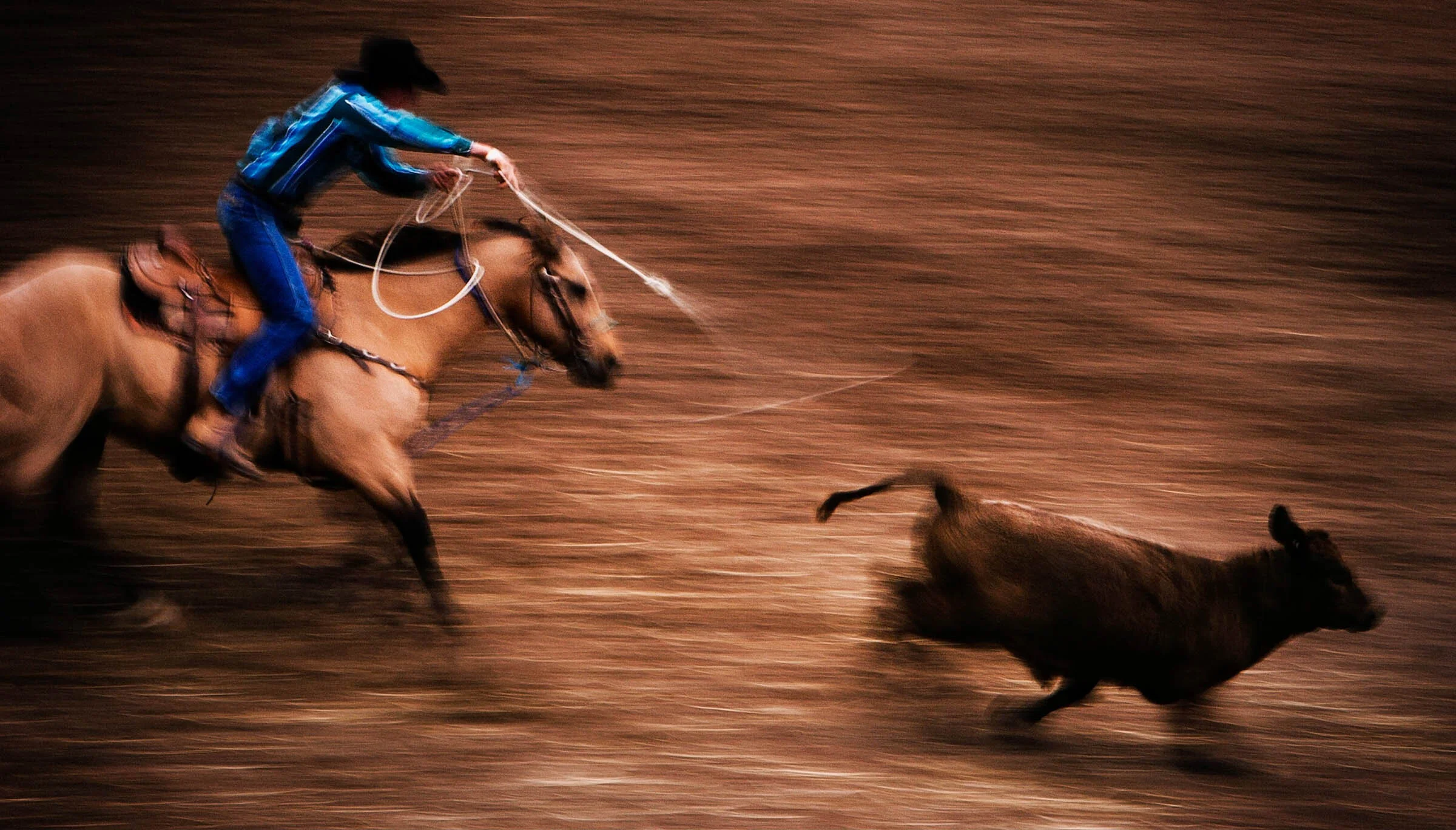  Cowboy on horseback trying to lasso a running bull calf at Great Western Rodeo, Victoria, Australia. 