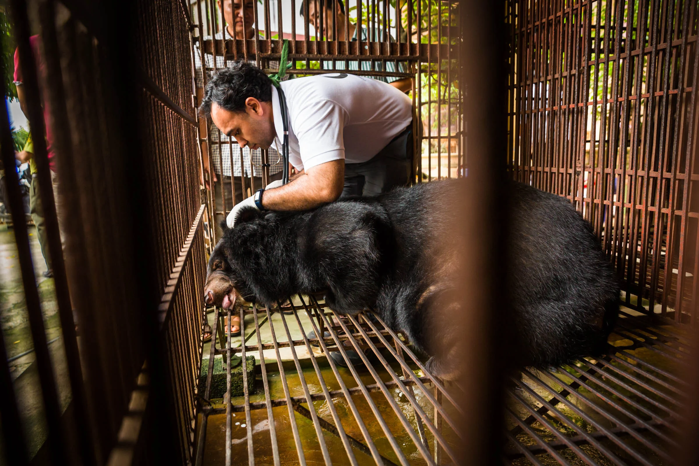  World Animal Protection vet inserts a microchip into bear under general anesthesia during microchipping program near Hanoi, Vietnam. 