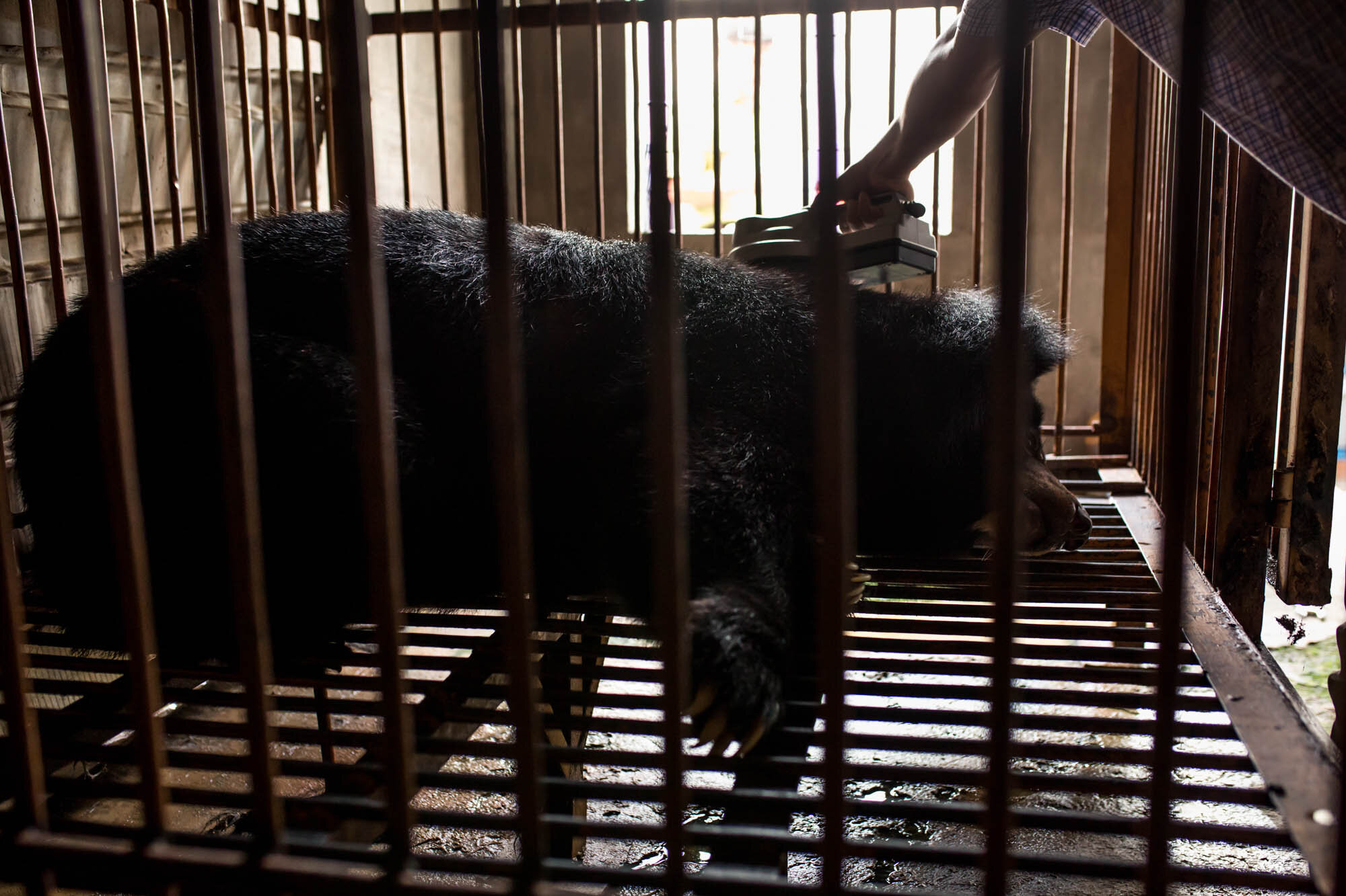  Microchip in caged bear under general anesthesia is checked by scanner during microchipping program by World Animal Protection near Hanoi, Vietnam. 