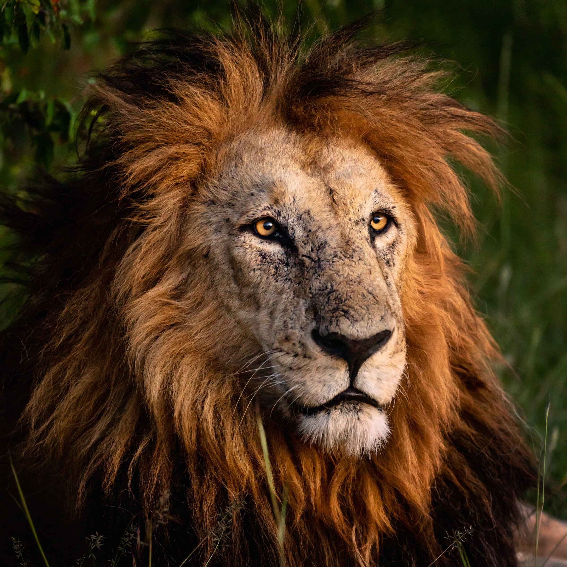  Lion portrait at sunset, Masai Mara National Park, Kenya. 