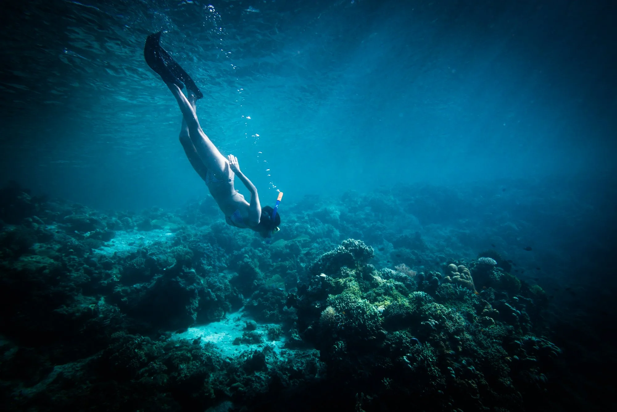  Young woman snorkeling underwater to view coral in near Coron Island, Phillipines. 