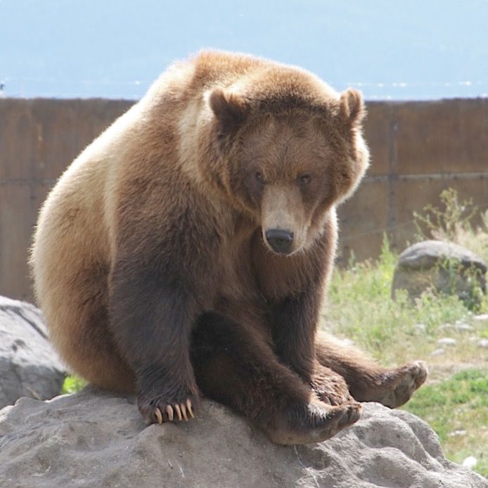 grizzly.jpg
