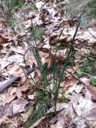  Wild Garlic; it grows all over the place.