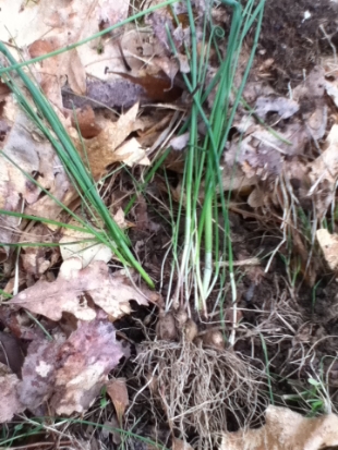  Wild Garlic bulbs.