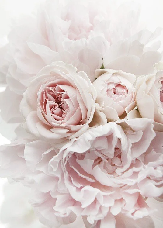 peonies2.jpg