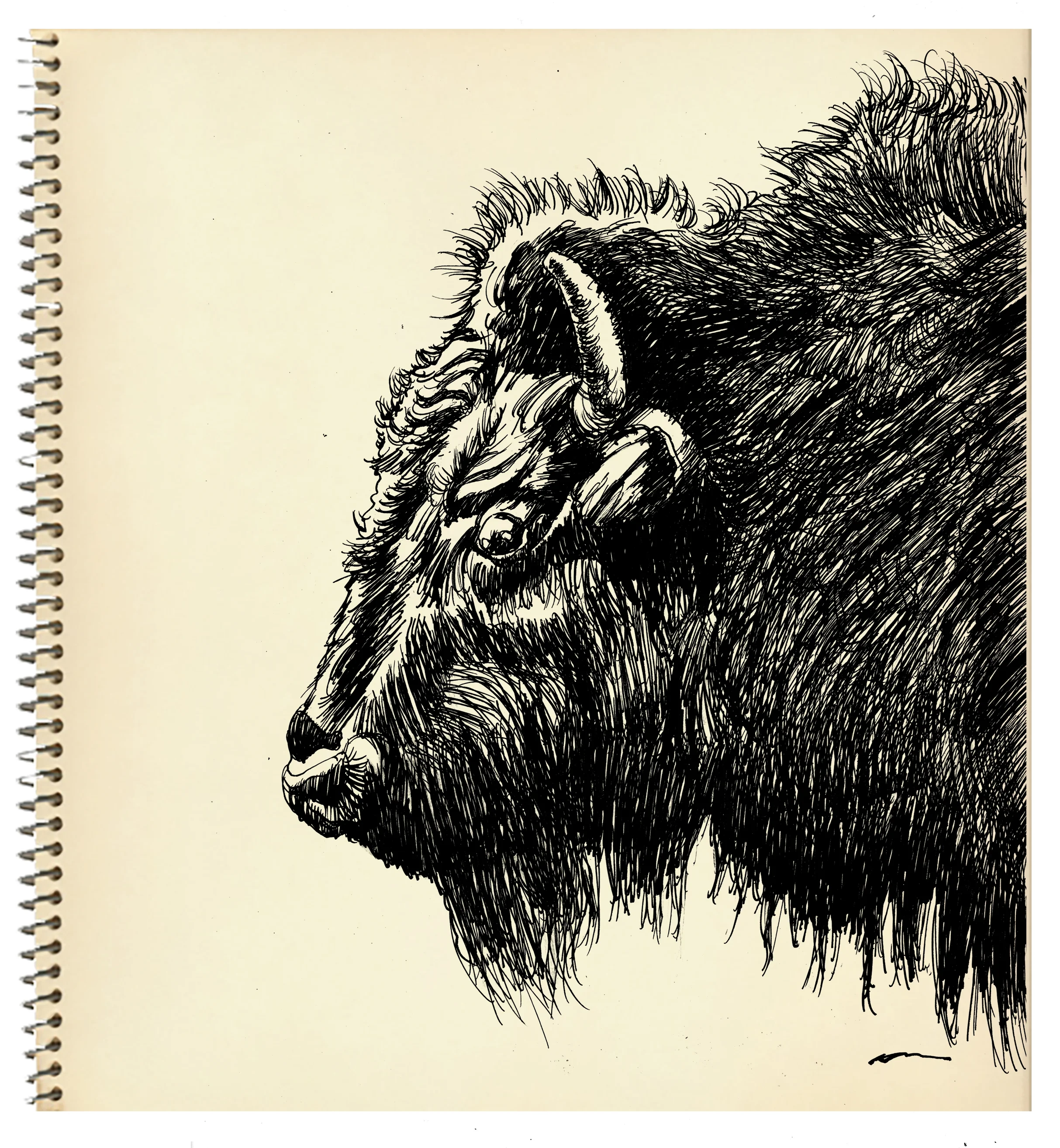 sketchbook-page_buffalo.jpg