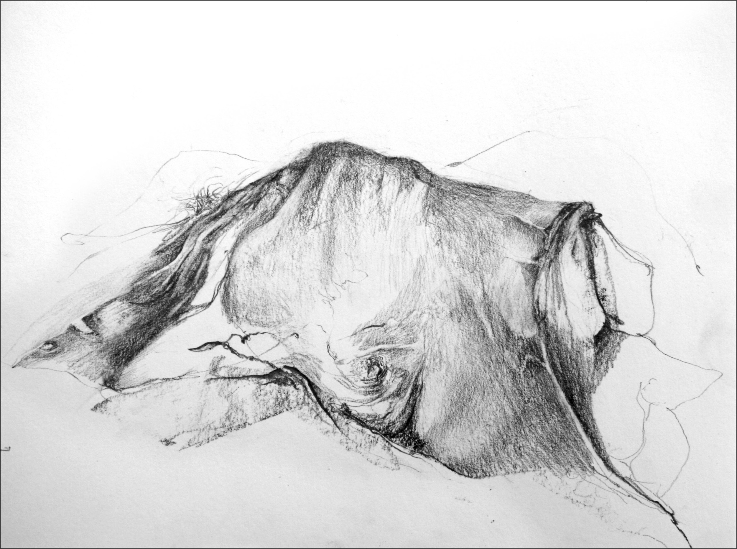 Cadaver I