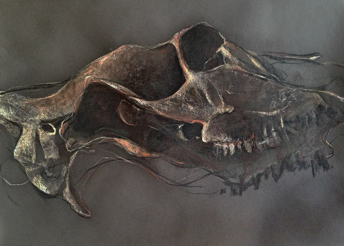 Moose Skull