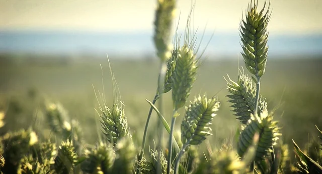 021513_wheat.jpg