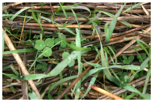 Red clover, purple top turnips, and volunteer wheat poke up through wheat straw