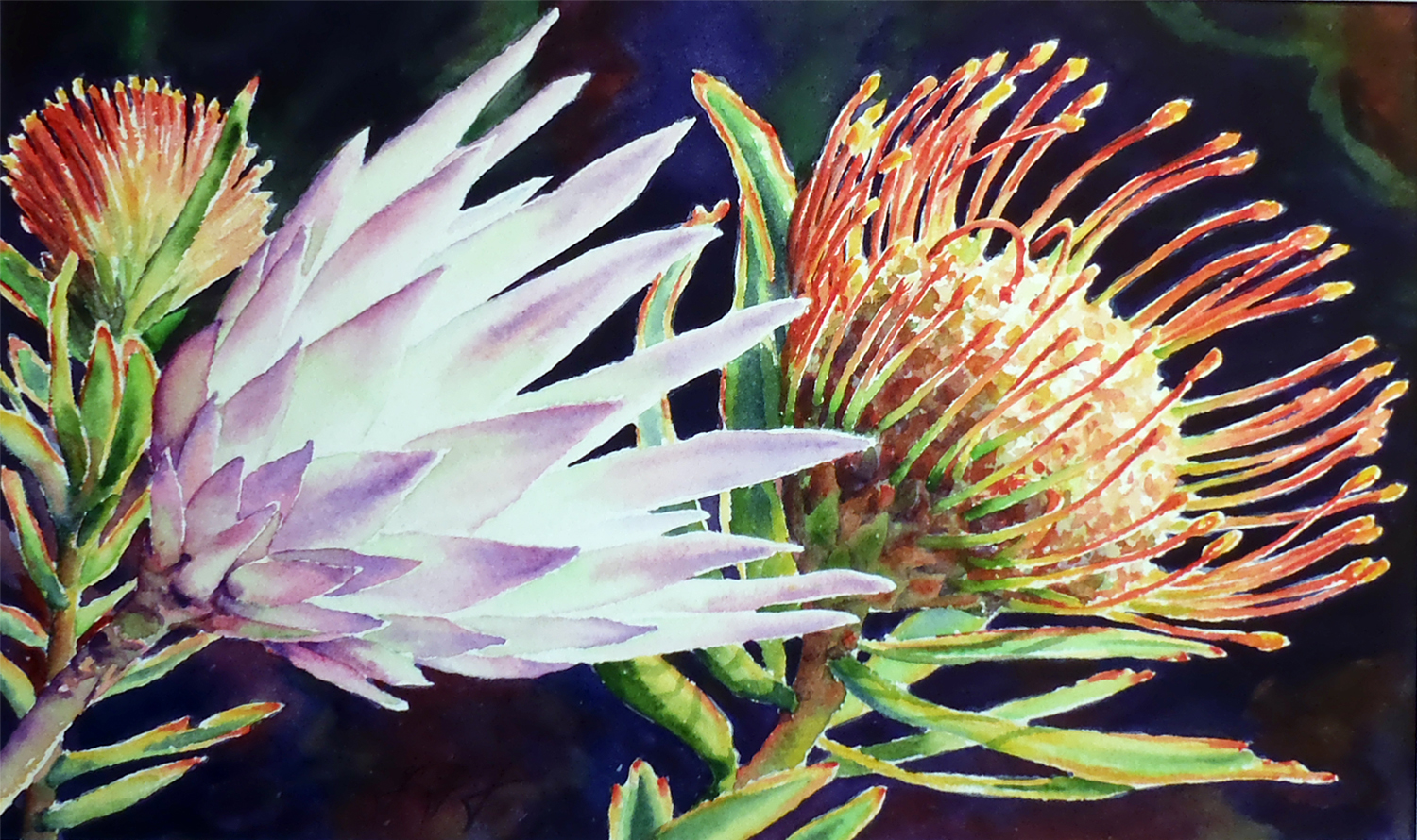 Proteas