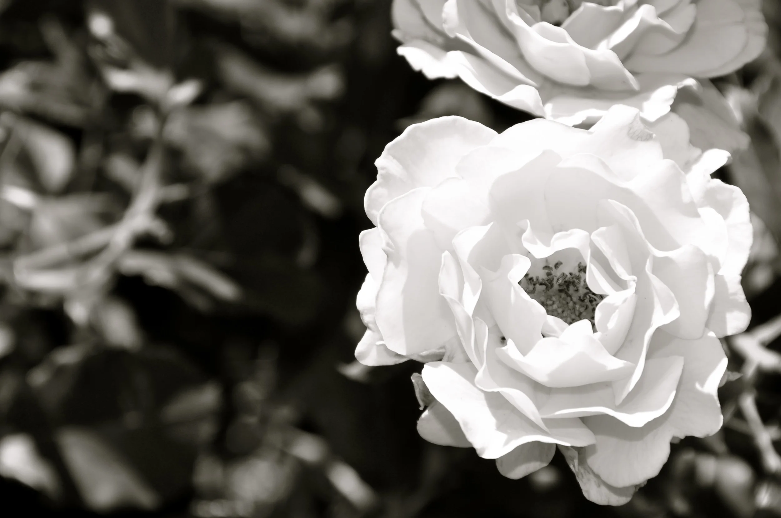 DSC_7016_2.JPG
