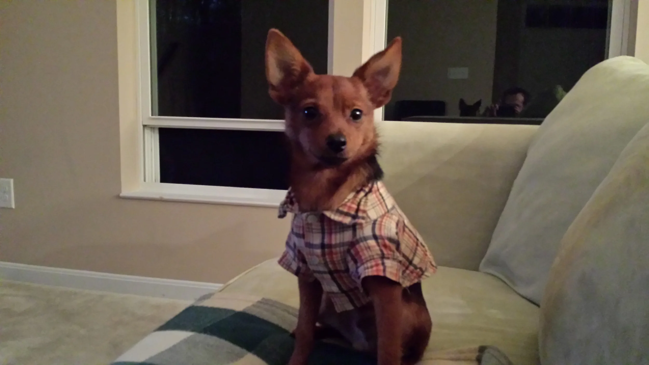 pup.jpg