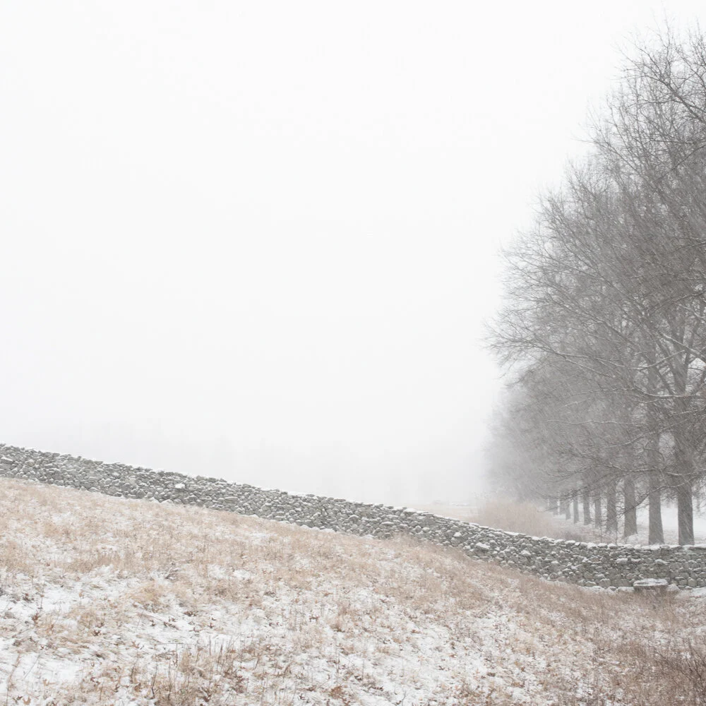  Tree Line, Wall, 2020 