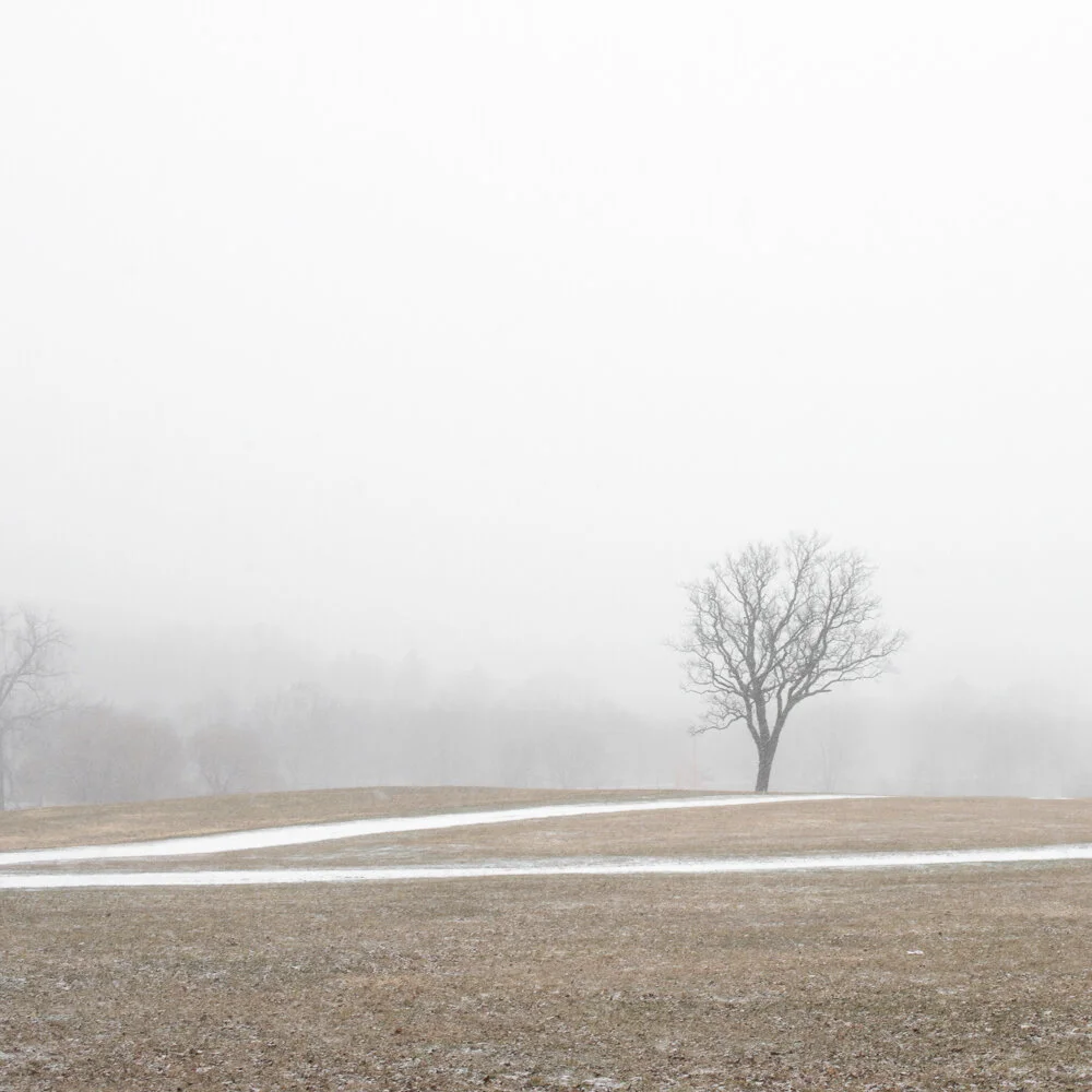  Two Paths, Tree, 2020 