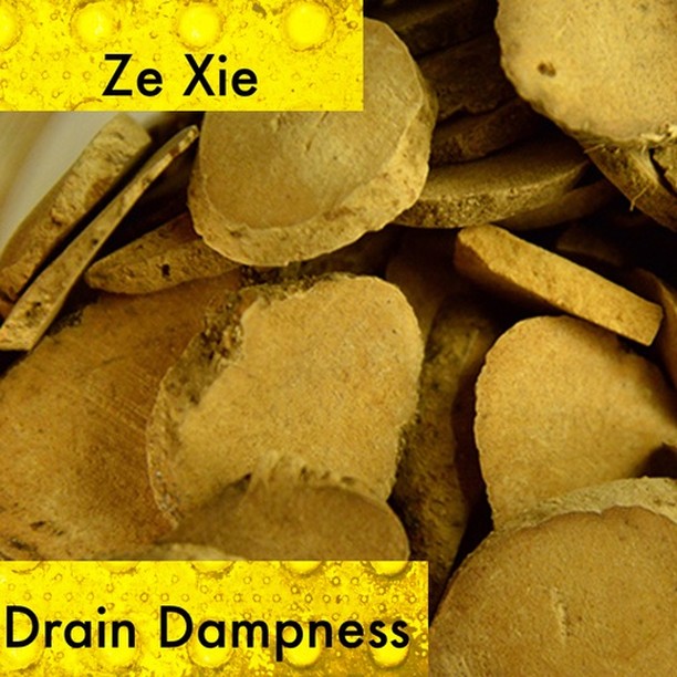 The water plantain leaches out pathogenic water and drains fire from the system through the bladder. If your patients is experiencing urinary difficulty or dark urine, with dizziness, and edema they are a perfect candidate for using ze xie. Ze xie helps descend flaring ministerial fire because it is cold and helps drain damp heat from the lower burner. As a whole it facilitates the fluid pathways in the body and should be carefully used if your patient has a deficient middle burner. You can easily run the risk of making their symptoms worse if there are no signs of heat by damaging the yang transformative qi
If you know someone who would like our channel please forward our posts to them!
#theduchannel #herbalmedicine #acupuncture #eastasianmedicinestudent #eastasianmedicine #acupuncturestudent #herbalist #herbs #witch #naturalmedicine #herbalism #tcm