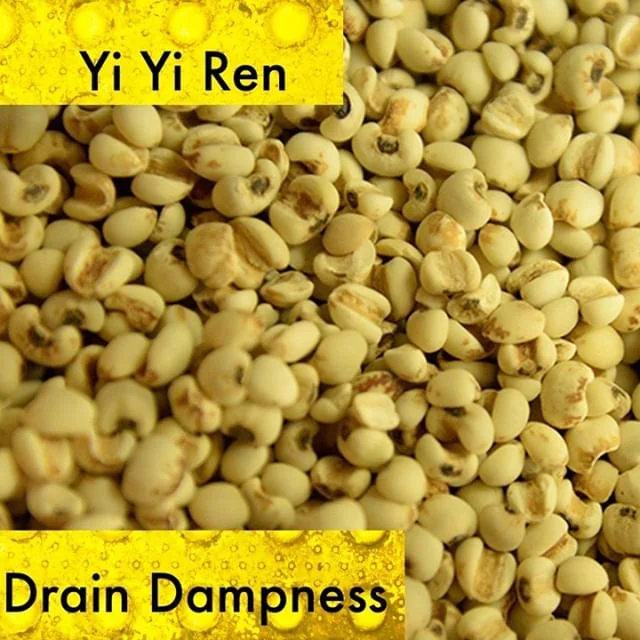 Yi Yi Ren is used for symptoms with excessive dampness. All of these can interpreted through the lens of a weak spleen. Yi Yi ren helps dry out the spleen and supports its ability to transport and transform fluids.
It helps the spleen with all its aspects including dampness in the flesh. It can also be used to eliminate painful obstruction caused by dampness.
If you know someone who would like our channel please forward our posts to them!
#theduchannel #herbalmedicine #acupuncture #eastasianmedicinestudent #eastasianmedicine #acupuncturestudent #herbalist #herbs #witch #naturalmedicine #herbalism #tcm