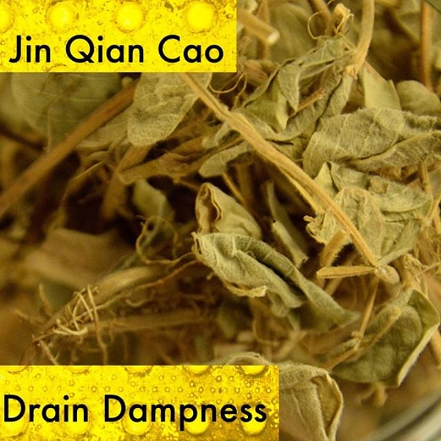 If you remember ji nei jin's ability and functionality to expel stones jin qian cao is also used to expel both gallbladder and urinary stones. Because you can think of stones as a kind of accumulated dampness jin qian cao as drain dampness herb makes more sense to be used. I use it mostly with gallstones although it can be used with kidney stones. Gallstones have a particular flavor in the body. When severe a person can get jaundice , experience pain in the hypochondrium, have nausea, and a total loss of appetite. The sweetness and blandness promotes urination and drains dampness, because it is also salty it softness harness and it is slightly cold so it clears heat.
If you know someone who would like our channel please forward our posts to them!
#theduchannel #herbalmedicine #acupuncture #eastasianmedicinestudent #eastasianmedicine #acupuncturestudent #herbalist #herbs #witch #naturalmedicine #herbalism #tcm
