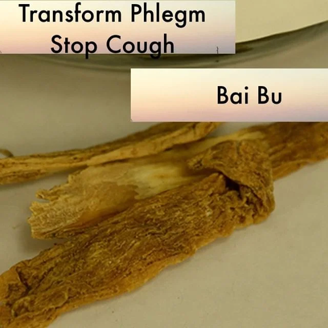 Bai bu is mildly warming. It is sweet and thus moistens the lungs. When it is used in my clinic it is mostly for chronic cough from deficiency. It is used actually quiet a lot in my clinic because of how much I use Zhi Sou San
If you know someone who would like our channel please forward our posts to them!
#theduchannel #herbalmedicine #acupuncture #eastasianmedicinestudent #eastasianmedicine #acupuncturestudent #herbalist #herbs #witch #naturalmedicine #herbalism #tcm