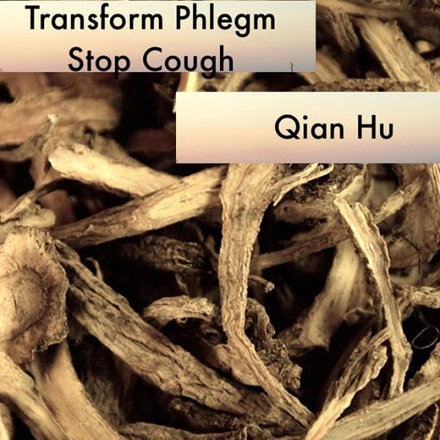 Qian Hu drains heat by eliminating phlegm and moving qi downward. It is best at treating constrained heat from ext-contracted heat. Commonly you see the phrase ' driving out the old to bring forth the new' in describing Qian Hu. I love to pair this herb with chai hu to dispel wind and alleviate the stifling sensation in the middle region.
If you know someone who would like our channel please forward our posts to them!
#theduchannel #herbalmedicine #acupuncture #eastasianmedicinestudent #eastasianmedicine #acupuncturestudent #herbalist #herbs #witch #naturalmedicine #herbalism #tcm