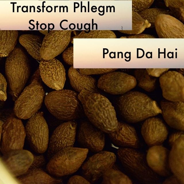 I overuse Pang Da Hai. But it is one of my favorite ways to introduce patients to raw herbs. If someone has a cough and a sore throat or they have constipation I have them pop one of these seeds in a french press and watch it bloom. They love the process of watching it open up and are pleasantly surprised at the smooth silky taste that eases their throat.
If you know someone who would like our channel please forward our posts to them!
#theduchannel #herbalmedicine #acupuncture #eastasianmedicinestudent #eastasianmedicine #acupuncturestudent #herbalist #herbs #witch #naturalmedicine #herbalism #tcm