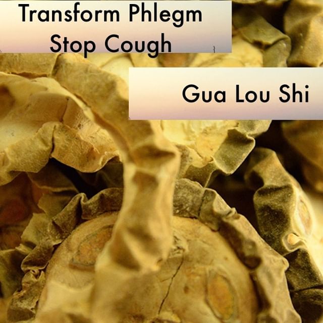 The Gua Lou gang is one of my highest regarded examples of demonstrating how completely chinese medicine uses a plant. Gua Lou Shi is the use of the entire fruit. It leads turbid phlegm downard while cooling the upper burner. Break it apart and show your patients the seeds, the fruit, and the skin. Let them know Zhang Zhong-Jing used gua lou for the treatment of painful obstruction in the chest with pain that goes into your back. Think of those thick heavy sputum full coughs you get with a 'chest-cold'.
If you know someone who would like our channel please forward our posts to them!
#theduchannel #herbalmedicine #acupuncture #eastasianmedicinestudent #eastasianmedicine #acupuncturestudent #herbalist #herbs #witch #naturalmedicine #herbalism #tcm