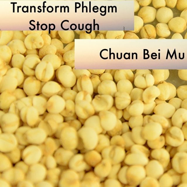 Chuan Bei Mu gets used in my clinic when you have a non-productive cough. You know the kind that is dry and just has nothing to give. You wish it would just rattle a little so you could feel productive. This clears phlegm heat that has injured the lungs and moistens the tissue.
If you know someone who would like our channel please forward our posts to them!
#theduchannel #herbalmedicine #acupuncture #eastasianmedicinestudent #eastasianmedicine #acupuncturestudent #herbalist #herbs #witch #naturalmedicine #herbalism #tcm