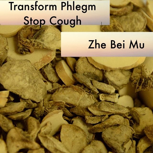 Zhe Bei Mu clears and transforms lung phlegm heat. Because of this it gets used for toxic swellings and phlegm clumping in the chest. It is paired frequently with lian qiao, xuan shen, hai piao xiao, jin yin hua, and yi yi ren.
If you know someone who would like our channel please forward our posts to them!
#theduchannel #herbalmedicine #acupuncture #eastasianmedicinestudent #eastasianmedicine #acupuncturestudent #herbalist #herbs #witch #naturalmedicine #herbalism #tcm