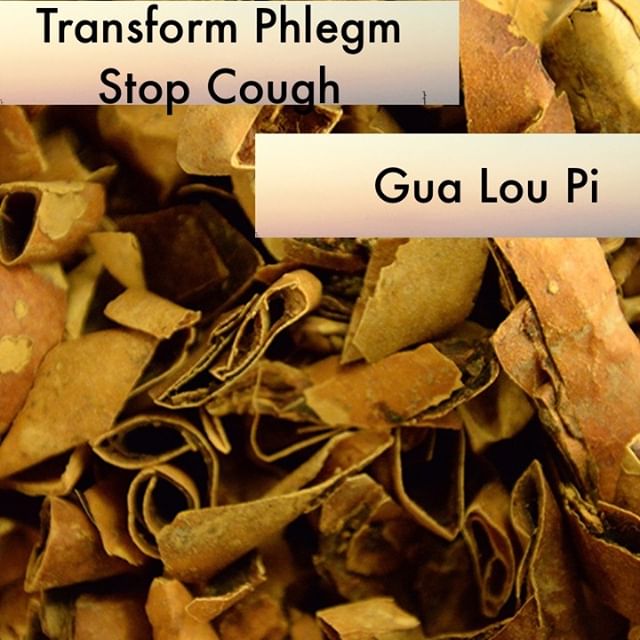 Gua Lou Pi when when peeled away from the whole gua lou mobilizes qi so that it may unbind the chest. It is mild in action and thus is safe to use in higher dosages. It facilitates the normal functional qi in its ability circulate in the body and thus stops cough and transforms phlegm as its category suggests.
If you know someone who would like our channel please forward our posts to them!
#theduchannel #herbalmedicine #acupuncture #eastasianmedicinestudent #eastasianmedicine #acupuncturestudent #herbalist #herbs #witch #naturalmedicine #herbalism #tcm