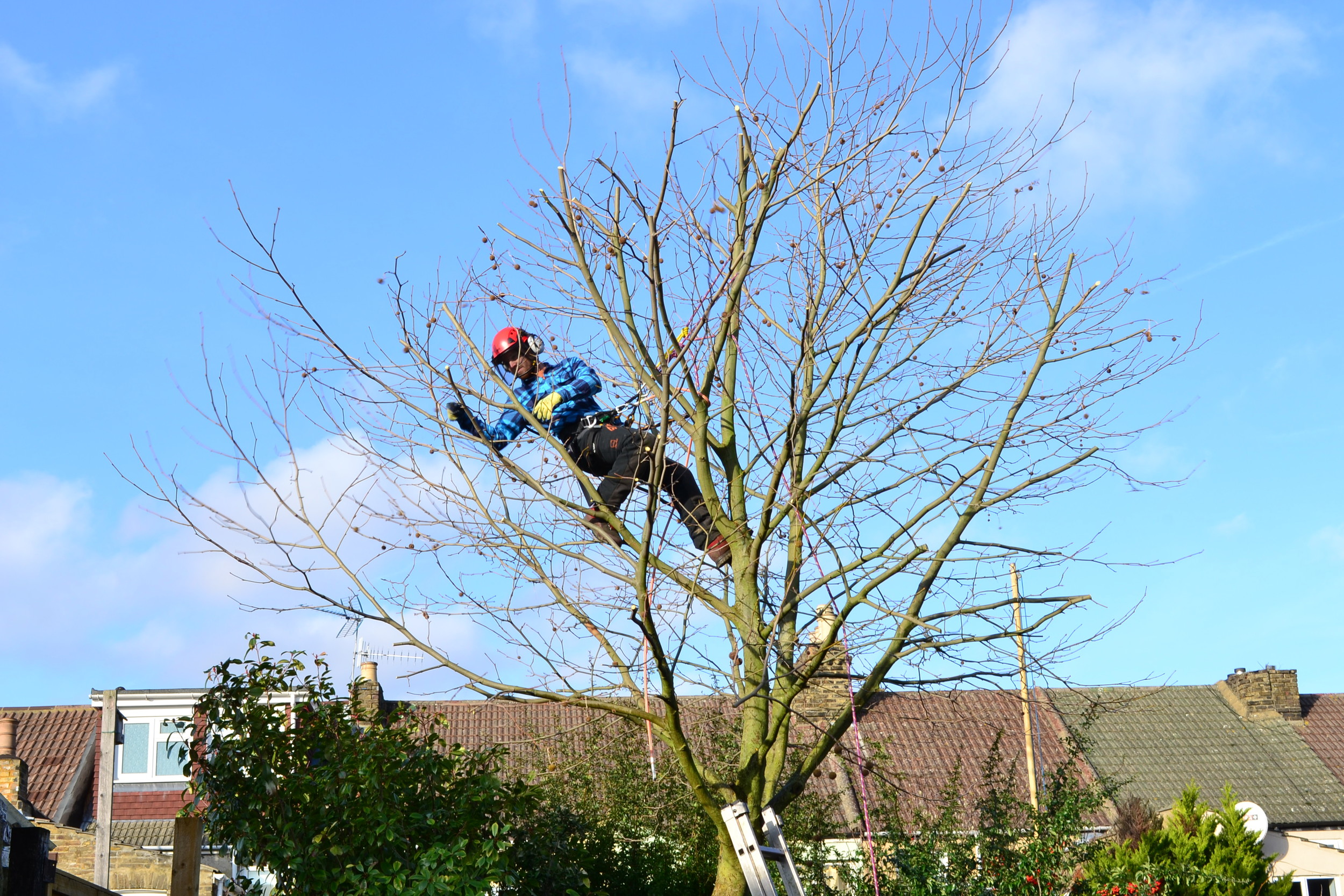 Photos — Lumber Zac Tree Services