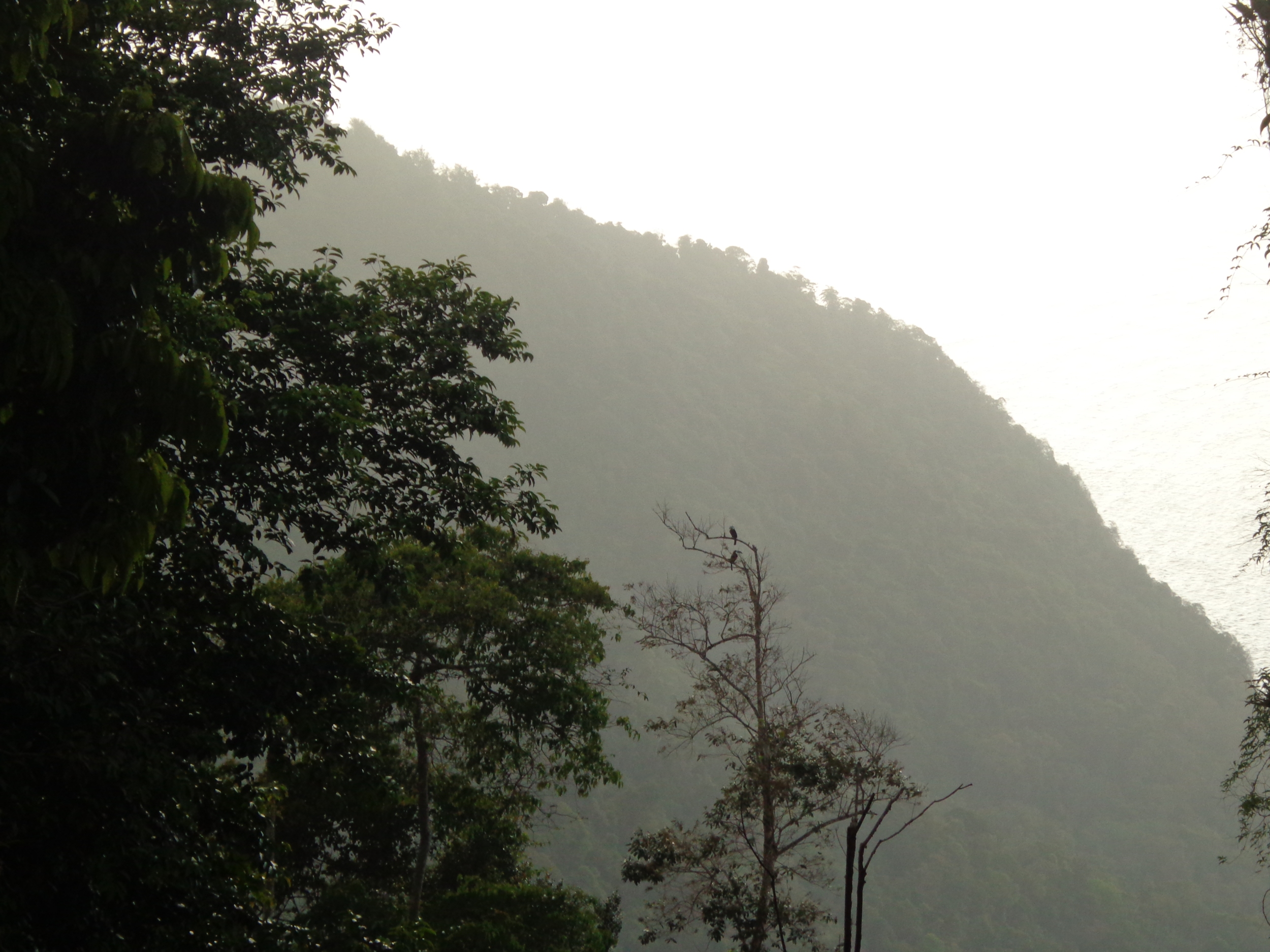 Toucans in tree, seen from front terrace - resized.jpg