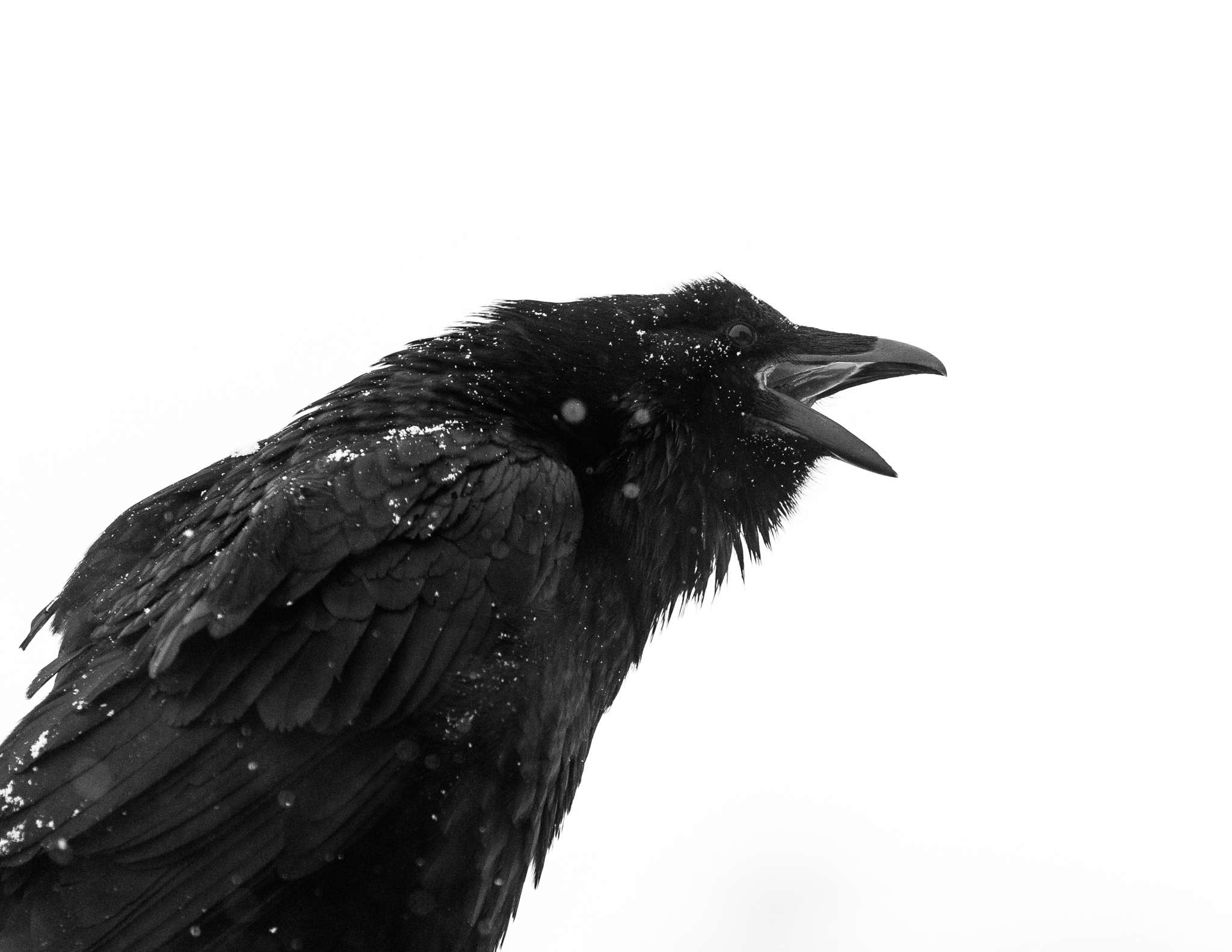 That's-so-raven.jpg