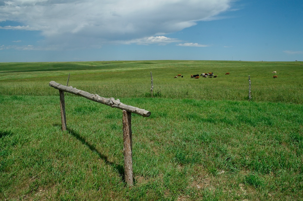 Pasture_2011-07-14_00-17-12__SAM7431©MaggieLynch2011.jpg