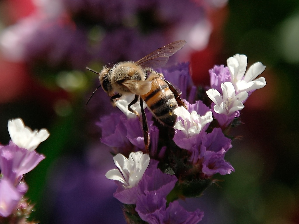 bee_2013-07-27_16-47-07_1 of 4©MaggieLynch2011.jpg