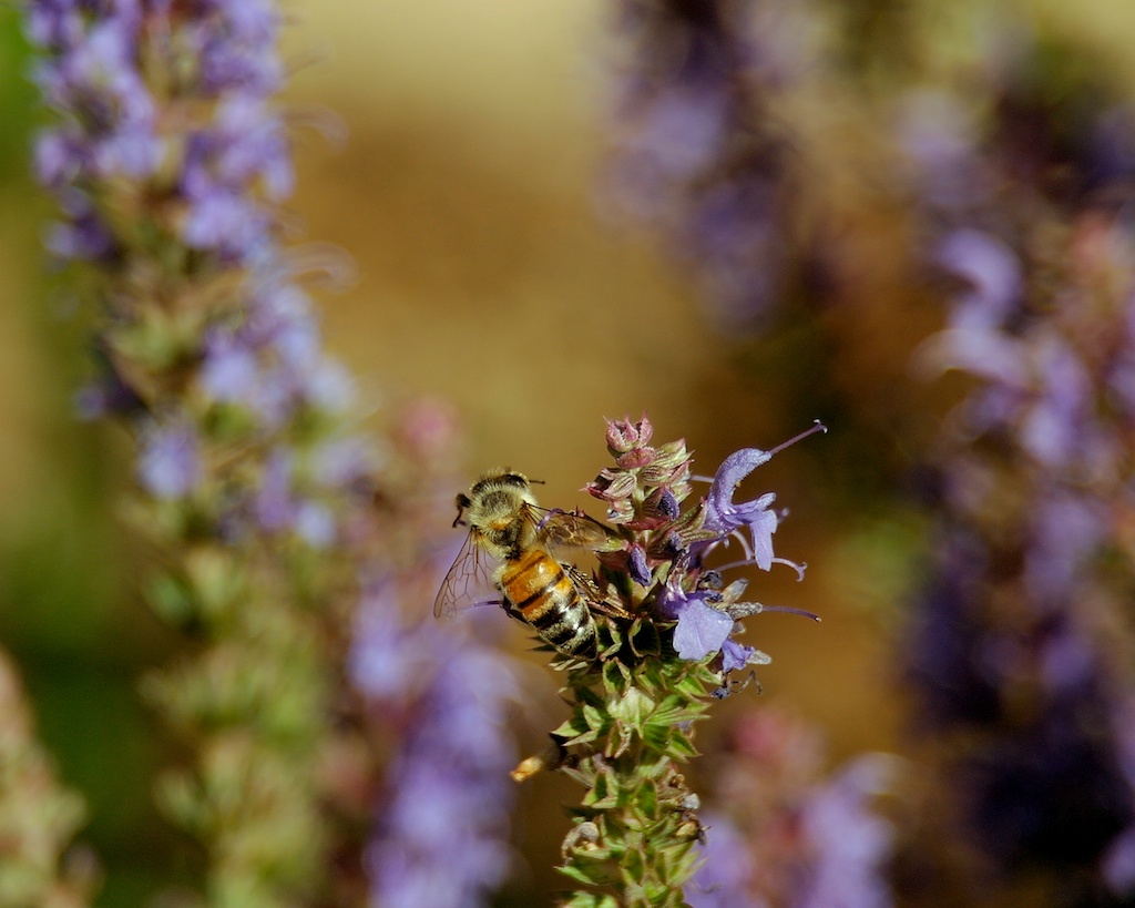 Bee-lavender_2011-06-06_16-44-39_19 of 24©MaggieLynch2011.jpg
