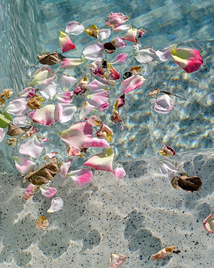 Petals in the pool_2012-06-05_07-46-37_4©MaggieLynch2012 - Version 18.jpg