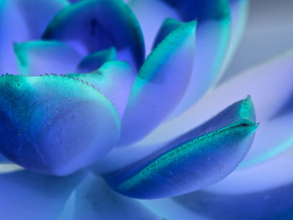 Blue_succulent_2014-04-25_05-40-57_1 of 1©MaggieLynch2014.jpg