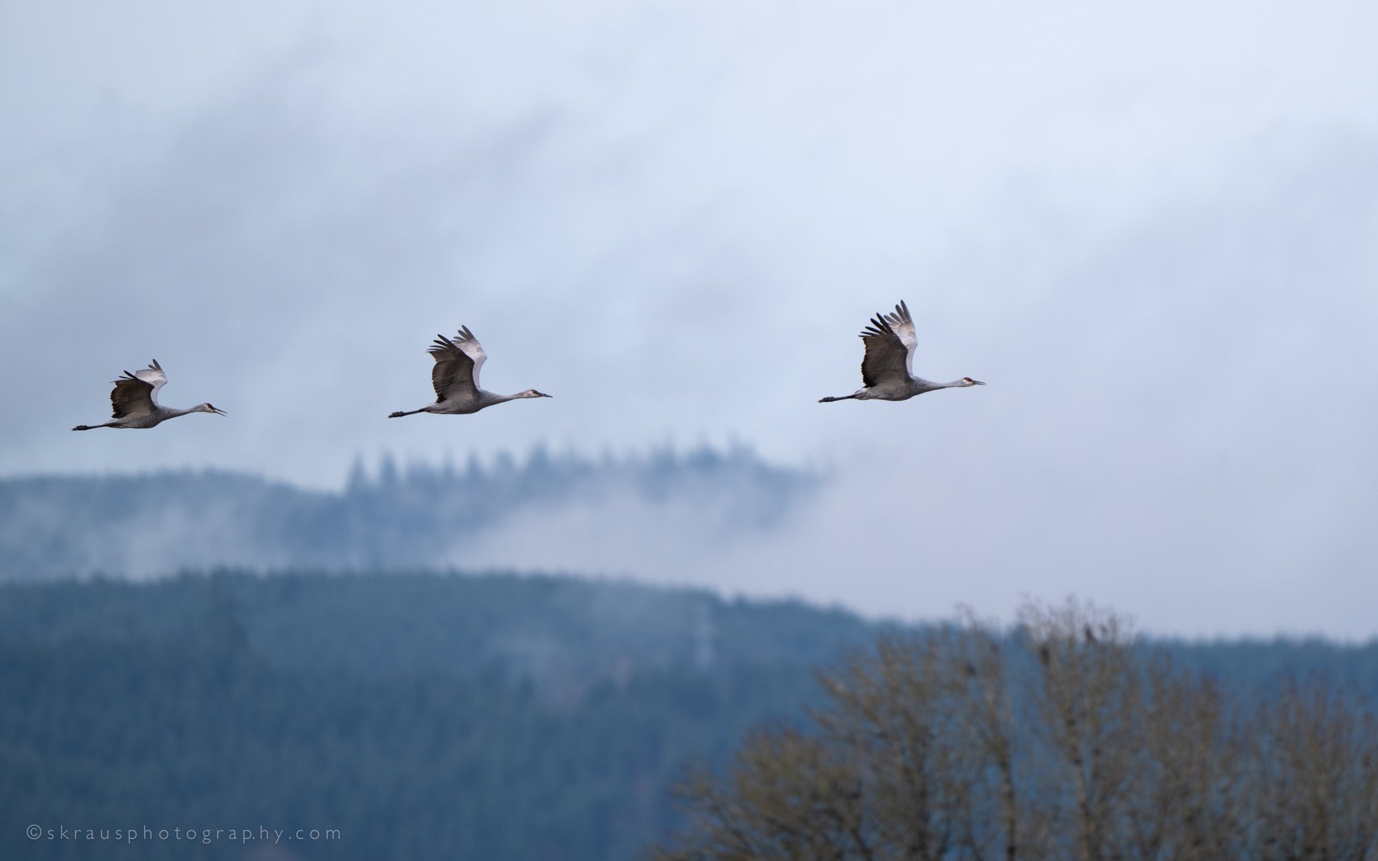 Sandhill Cranes.jpg