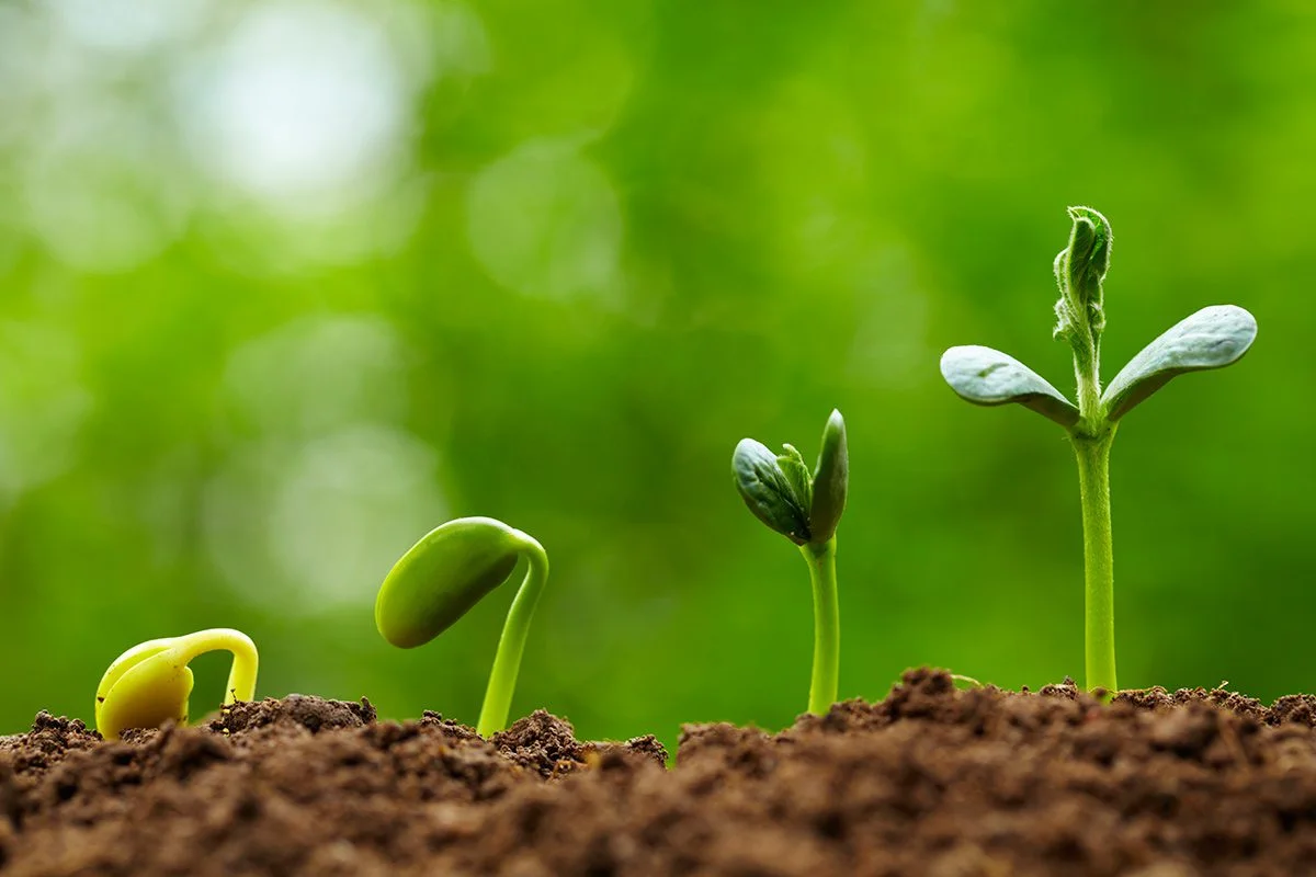 Walking with Jesus is like a seed growing. You don’t stop.