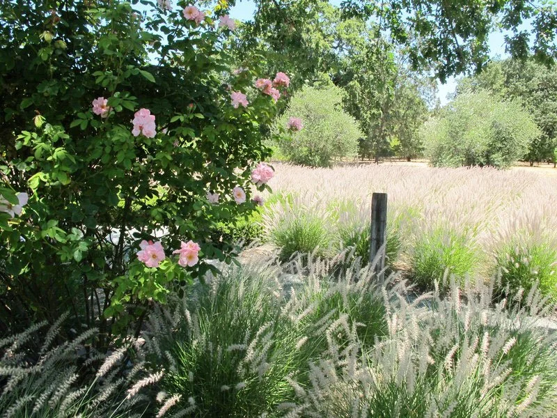 pennisetum oriental.jpg