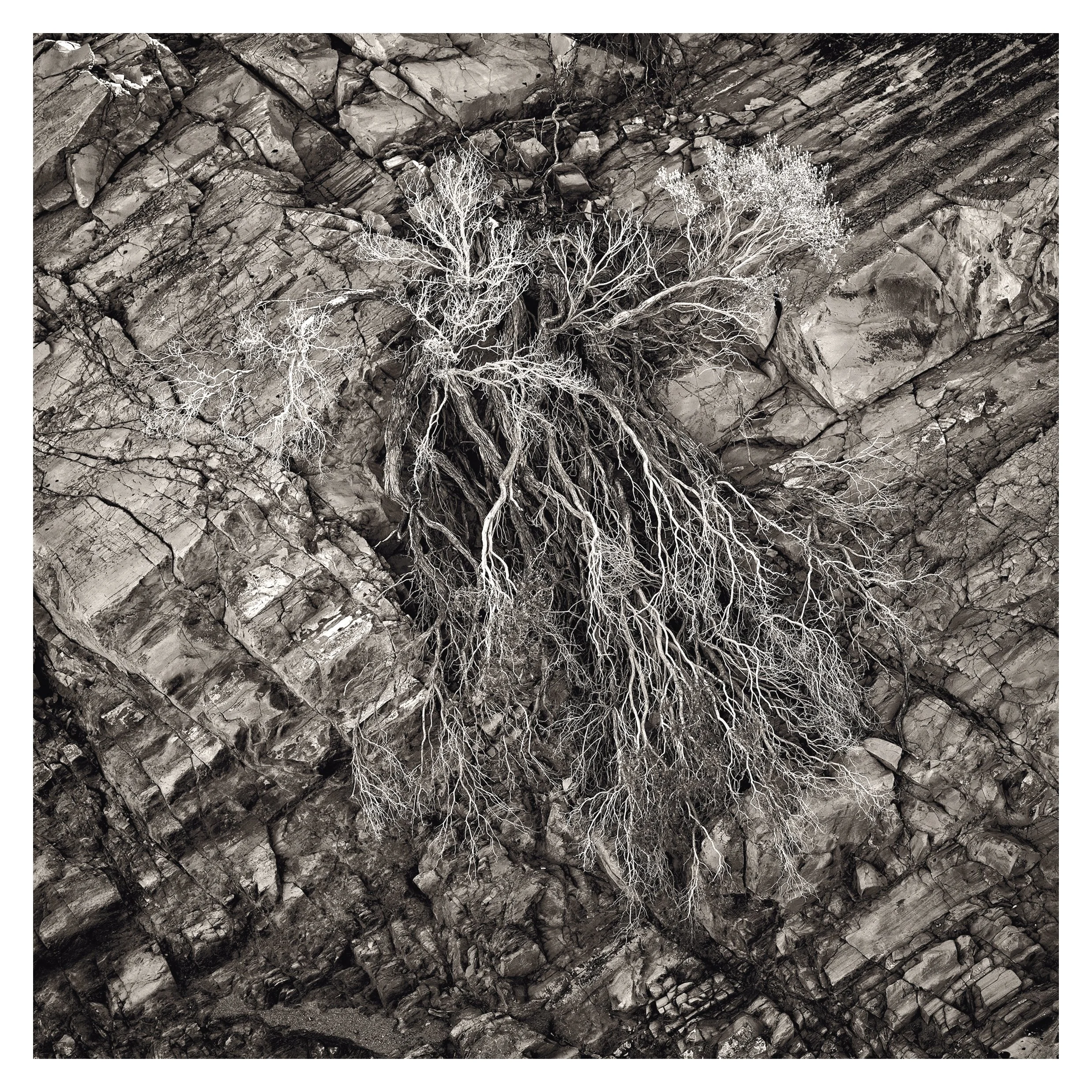 _DSF3633_COTTONWOOD CANYON_FLAT.jpg