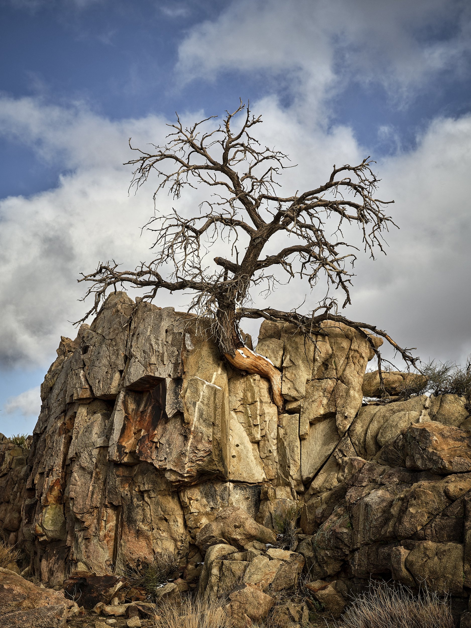 GFX11930_old tree after the storm.jpg