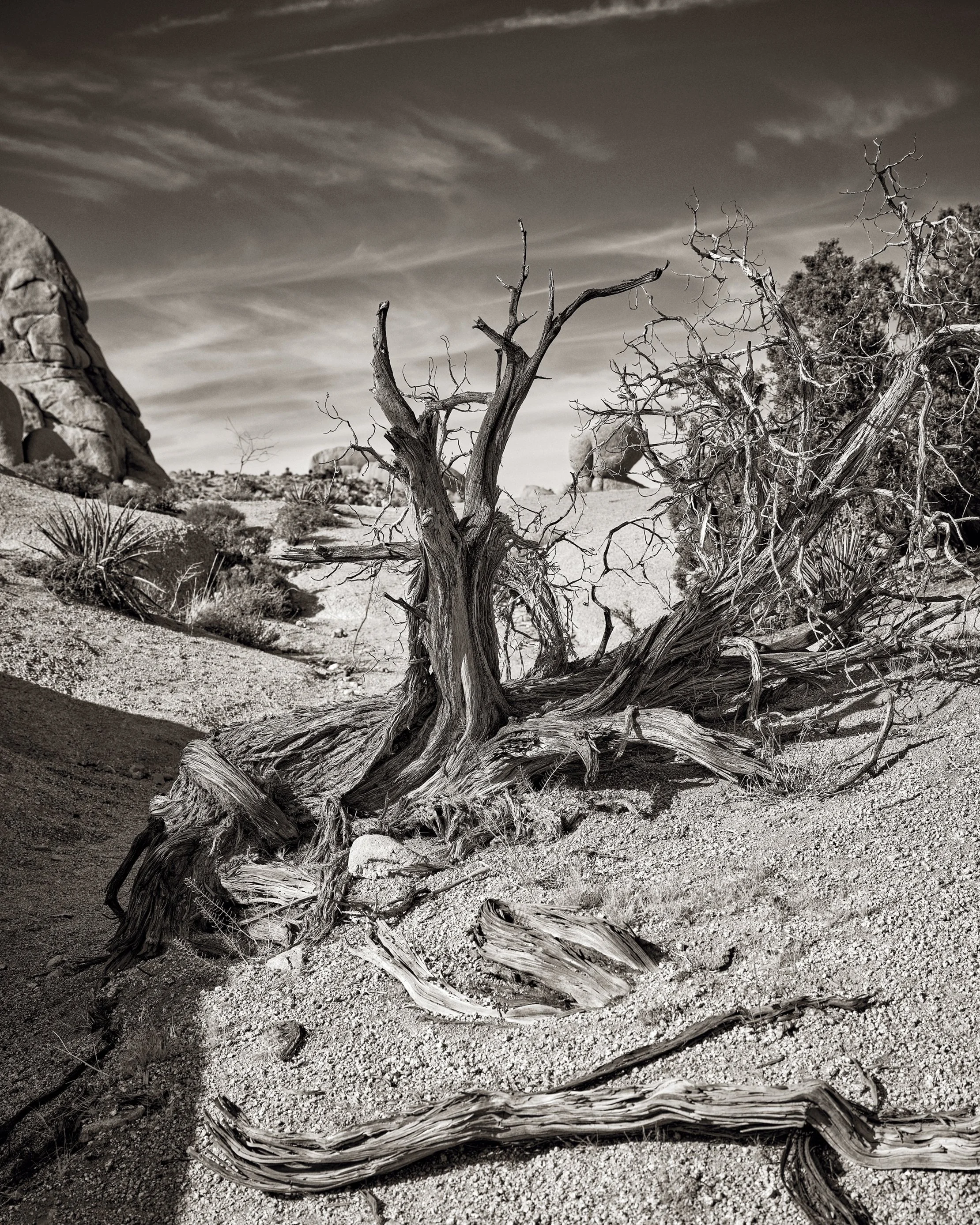 PINYON PINE_DSF2982.jpg