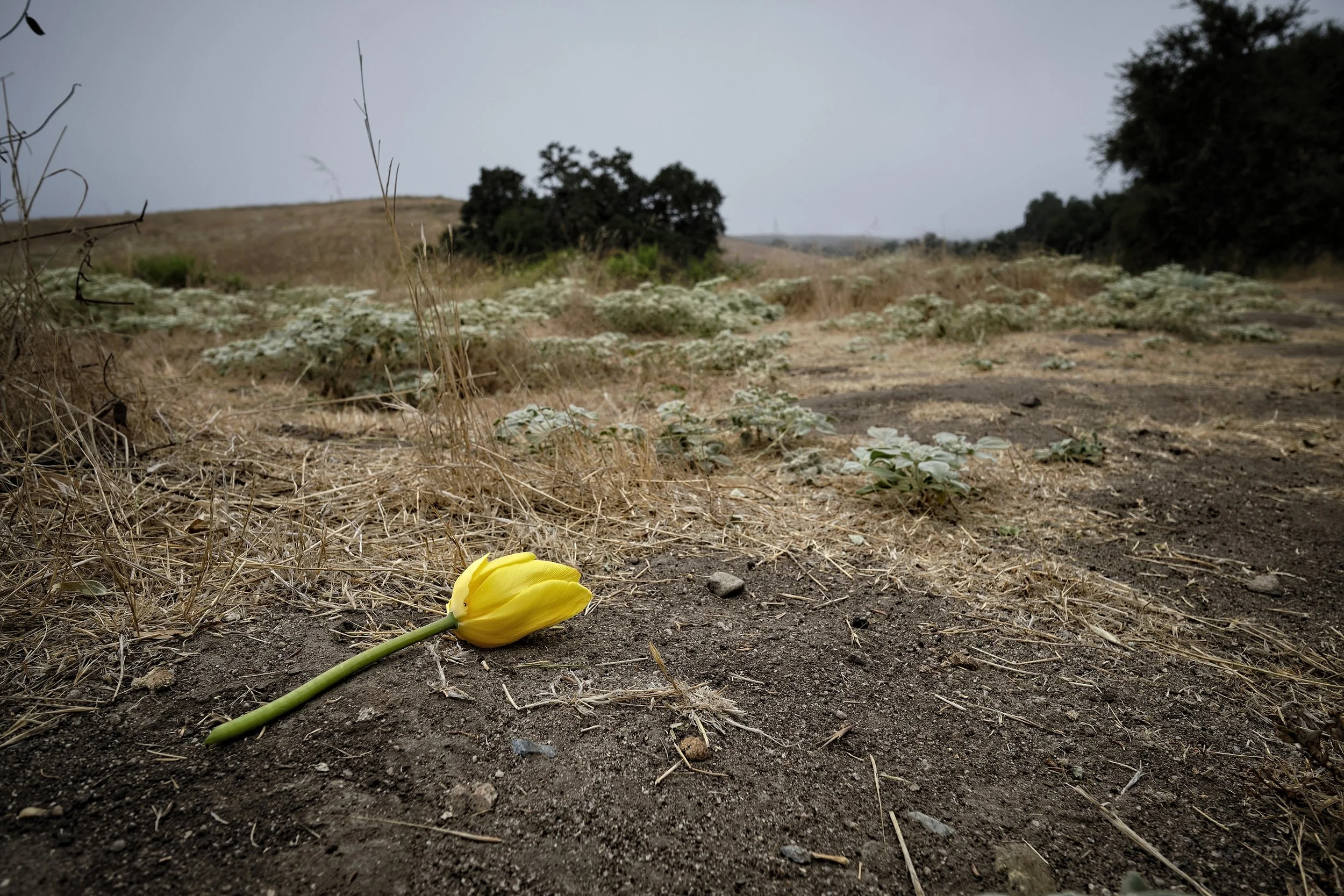 2024 "Tulip" The Found Object, Praxis Photo Arts International Juried Exhibition Juror: W. Scott Wilson
