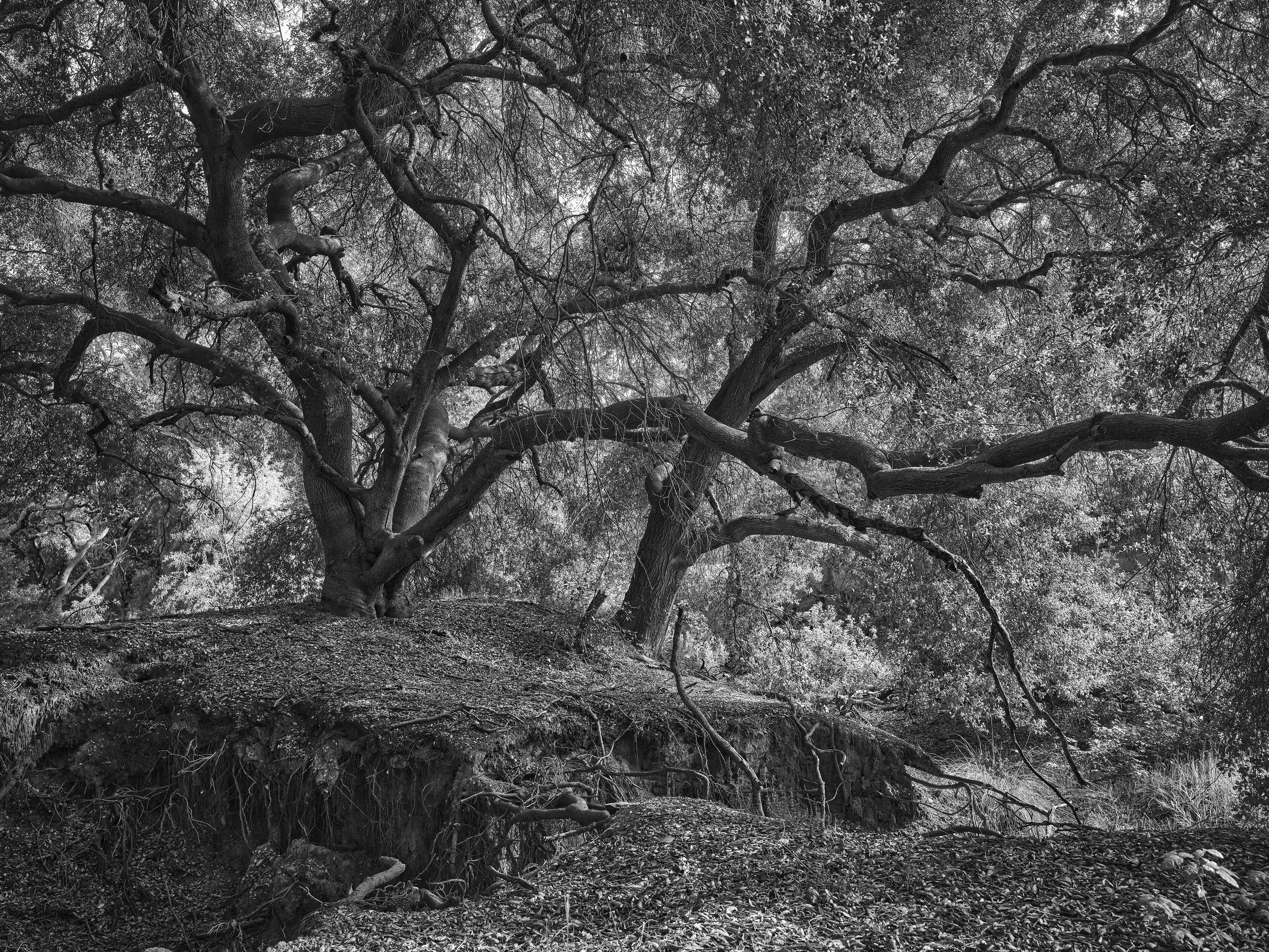 2025 "Old Oaks" Focus – Trees and Water, Black Box Gallery