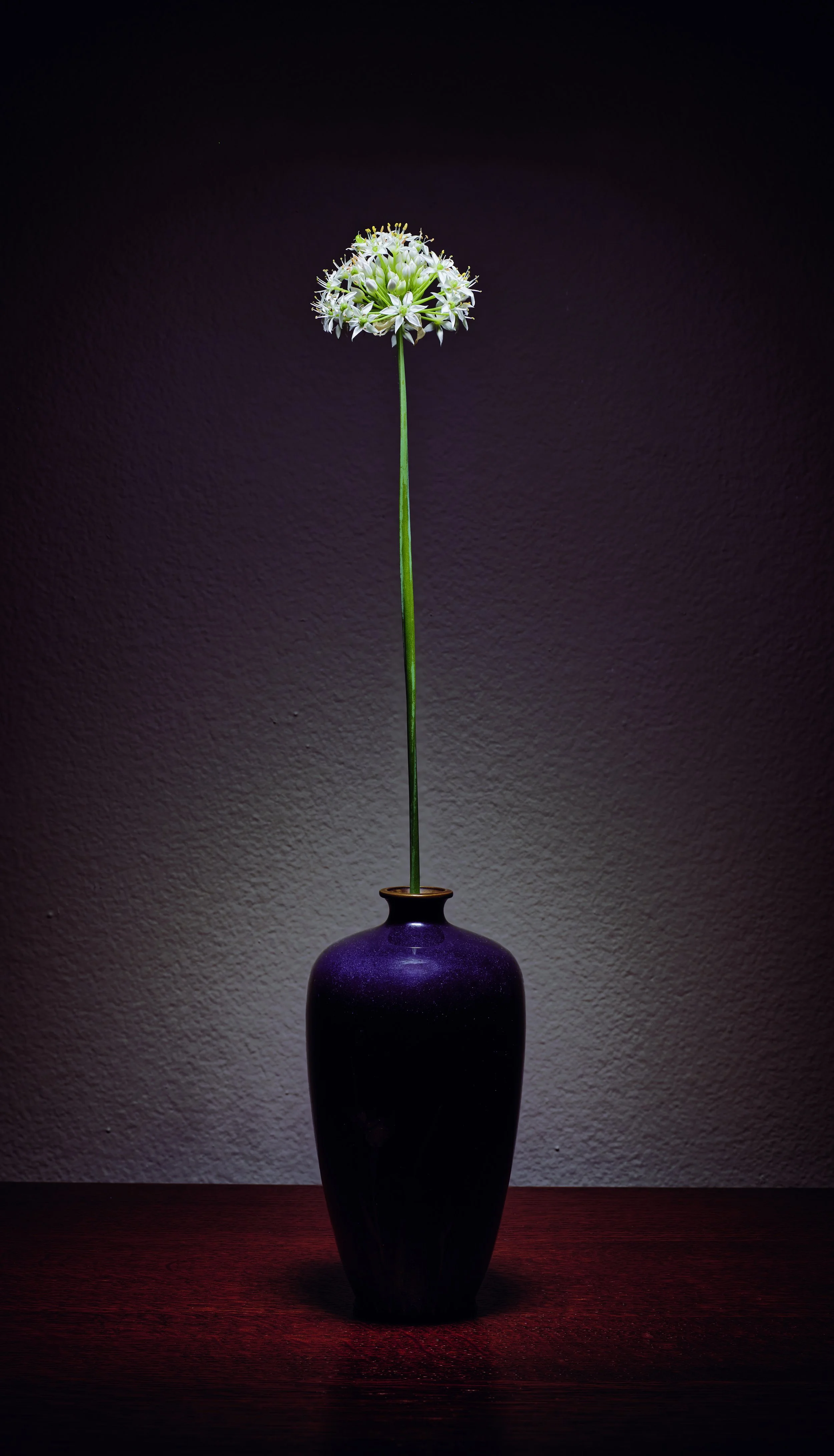 garlic chive_5_FINAL color.jpg