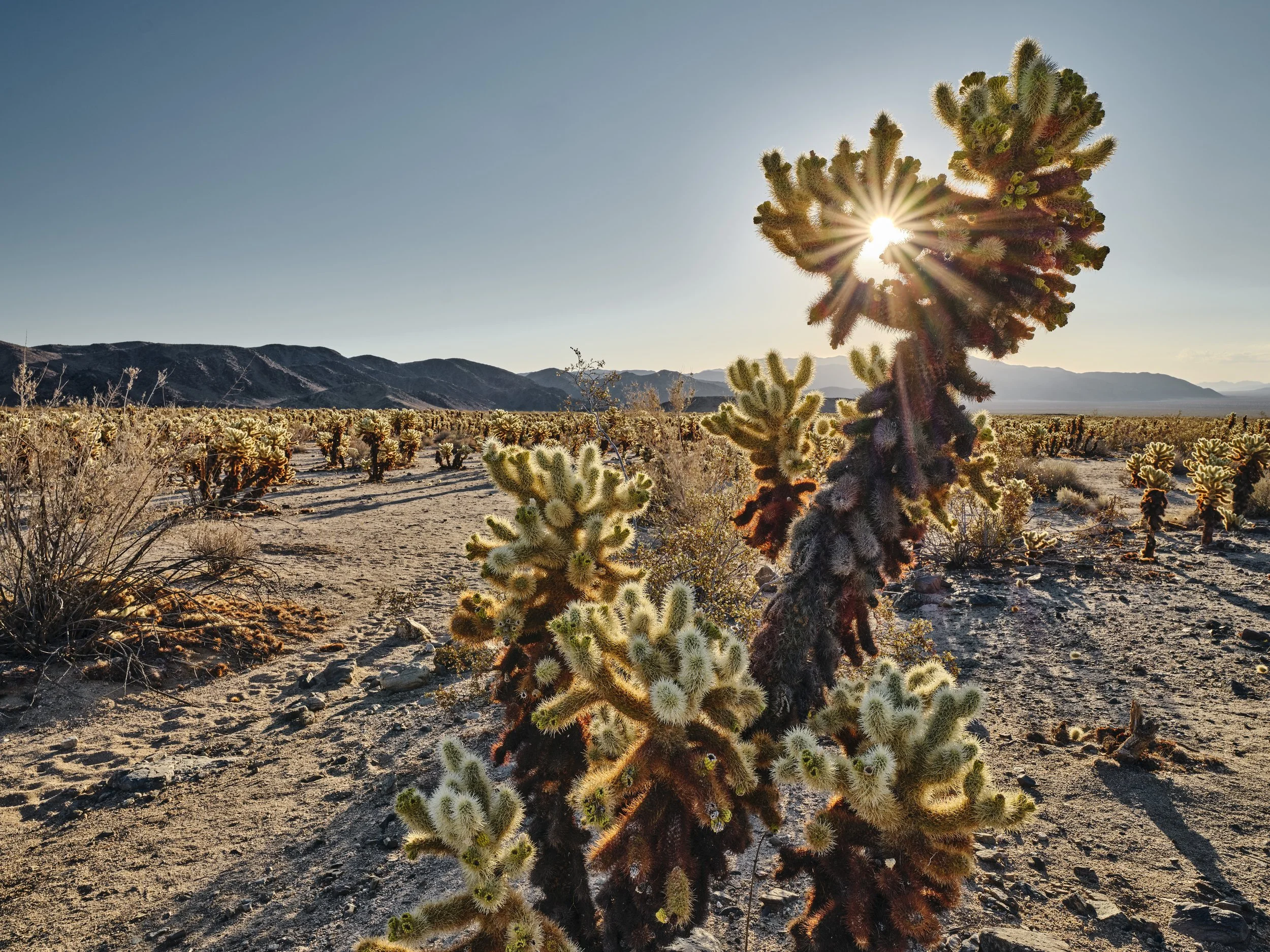2025 "Cholla Garden Sunrise, Joshua Tree" 
13th Annual Joshua Tree National Park Juried Exhibition