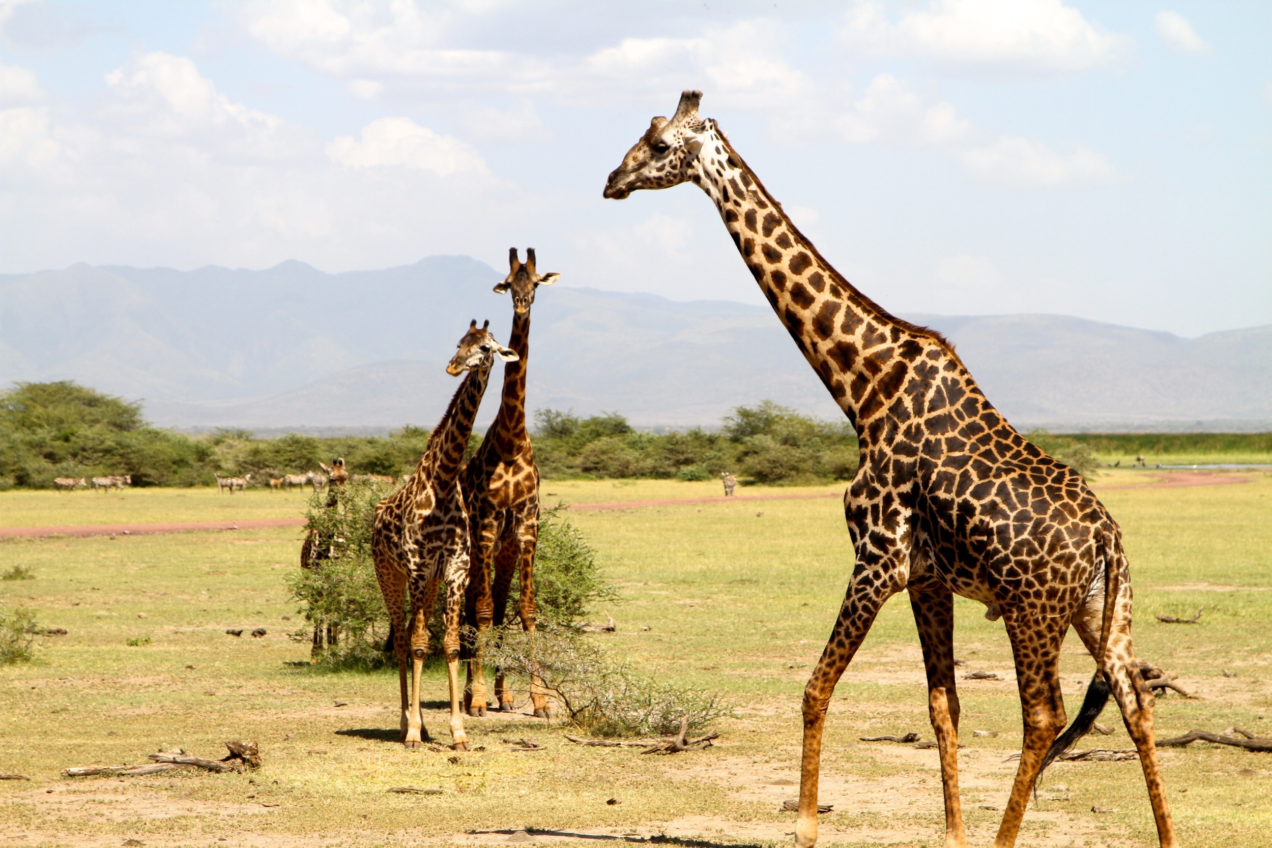 Safari in Lake Manyara — Tanzania